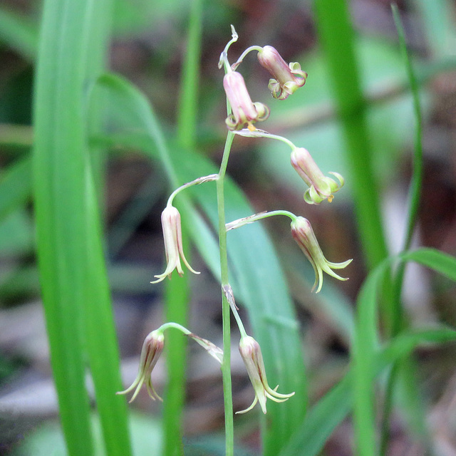 Bronze Bells / Stenanthium occidentale