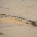 Namibia, The Wreck of the Ship Edward Bohlen in the Namib Desert Sands