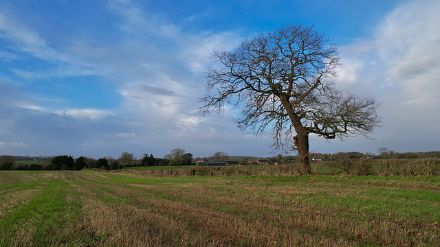 Lone Tree