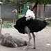 Saon Monastery- Post-coital Ostriches