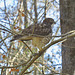 Northern harrier (Circus cyaneus) ?