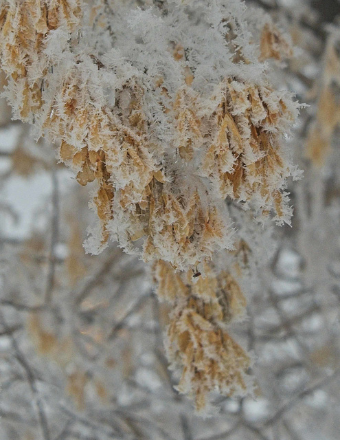 frost on dead leaves