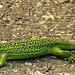 Lézard vert occidental (Lacerta bilineata), femelle en costume  d'été
