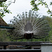 hinten