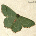 1669 Hemithea aestivaria (Common Emerald)