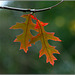 Herbst 2 (2xPiP)