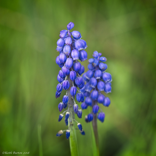 Grape Hyacinth