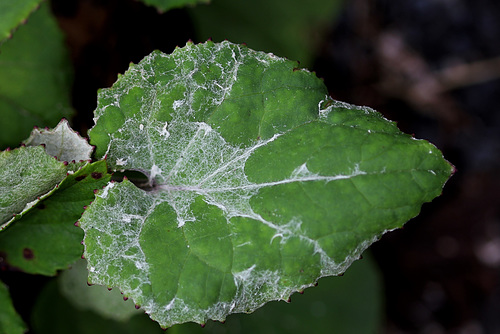 Tussilago