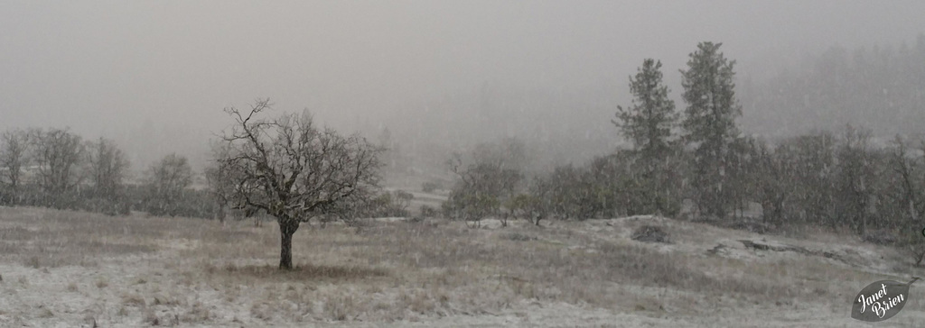 snowing-meadow
