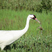 Day 3, adult female Whooping Crane with crab
