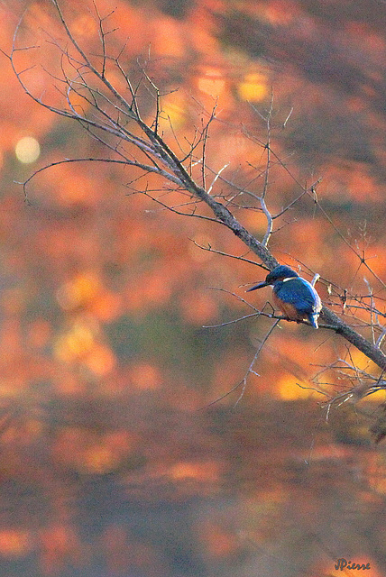 La nature s'enflamme