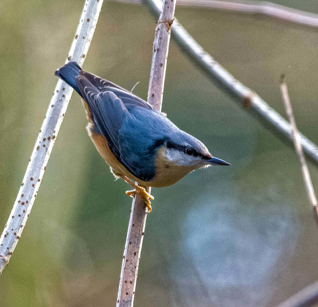 Nuthatch v56