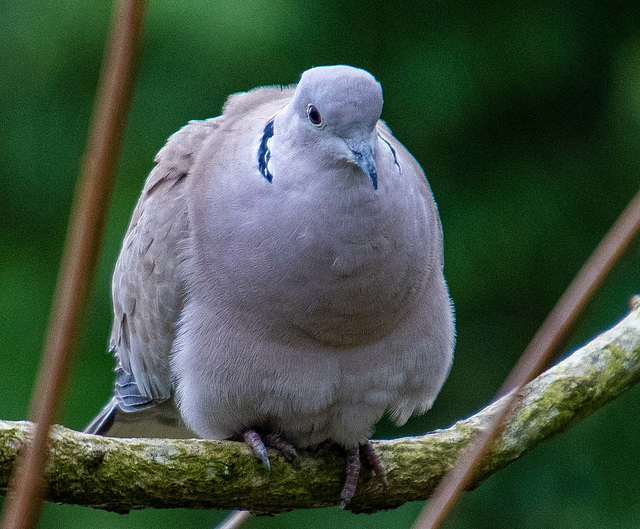 Collared dove