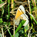 Ringlet Satyr (Coenonympha tullia)