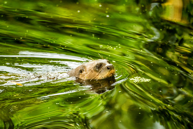 Giant otter