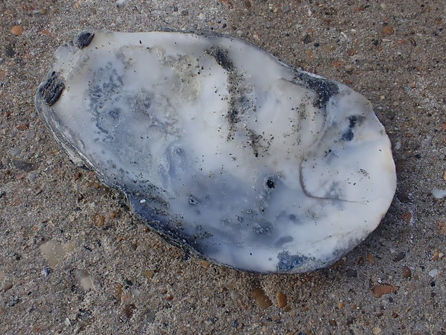 P8270831 Shell