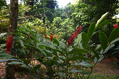 Mexico, Palenque, Bright Red Flowers in the Jungle of Yucatan