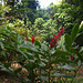 Mexico, Palenque, Bright Red Flowers in the Jungle of Yucatan