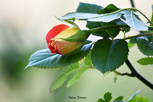 Just a rosebud. Just a rosebud.