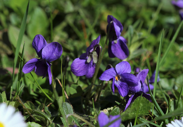 Violettes