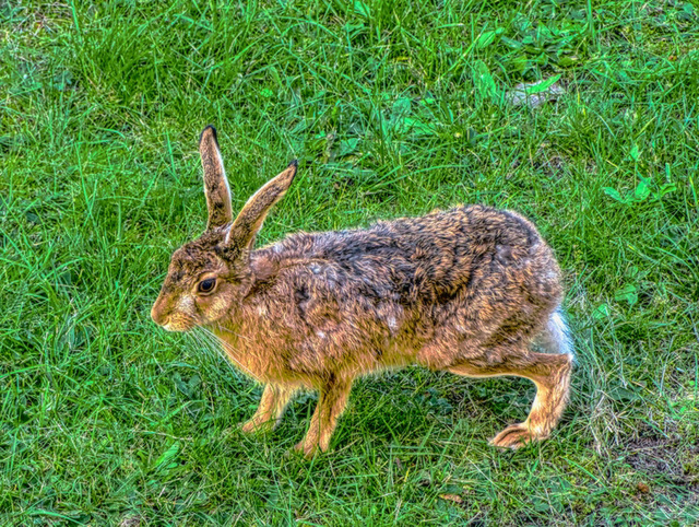 Auf dem Sprung