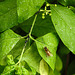 20230520 0163CPw [D~LIP] Pfaffenhütchen (Euonymus europaeus), Wiesen-Schwebfliege (Epistrophe agg), Schwarze Bohnenlaus (Aphis fabae), Bad Salzuflen