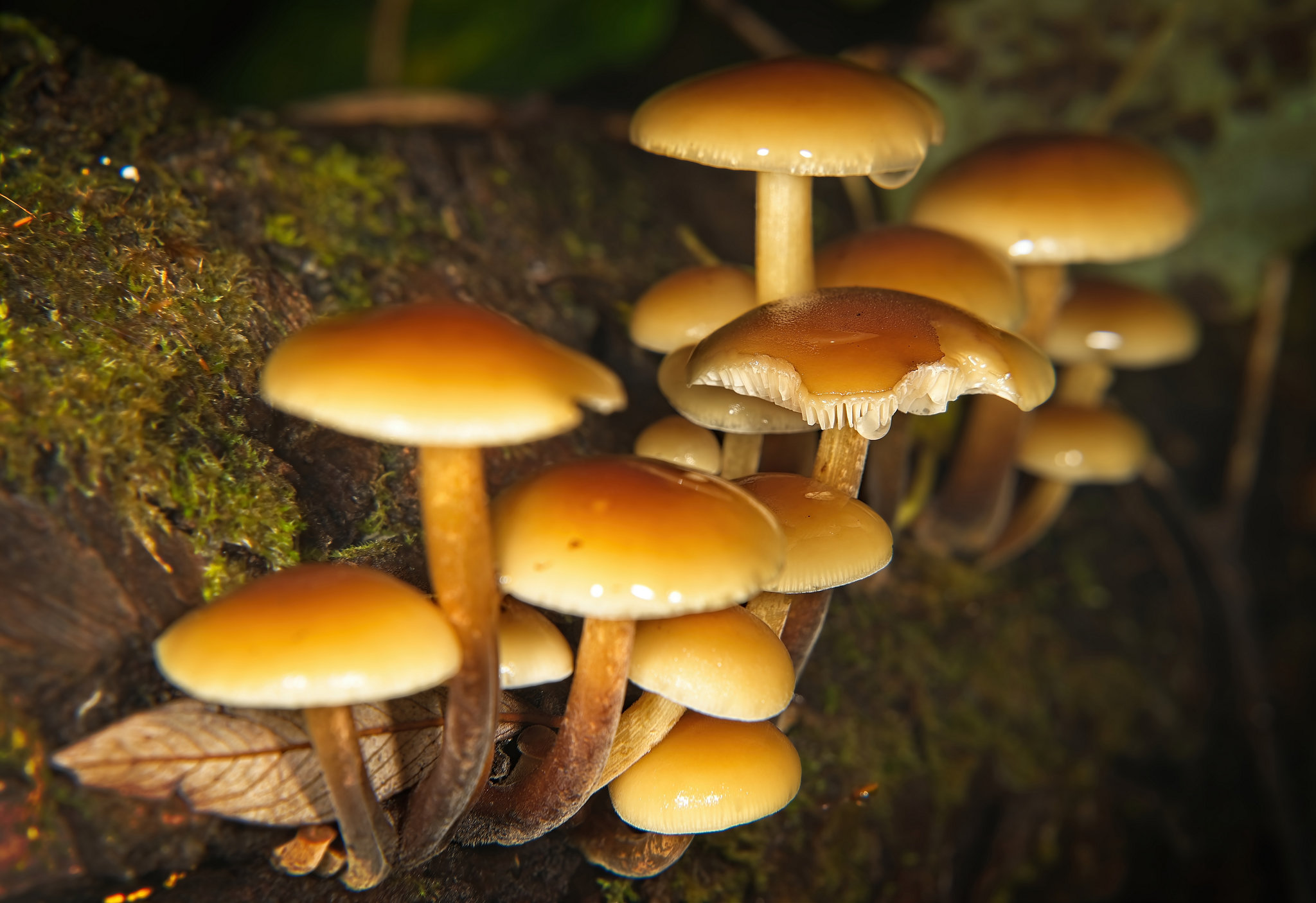 Die Pilzgruppe auf dem Baumstamm :))  The group of mushrooms on the tree trunk :))  Le groupe de champignons sur le tronc de l'arbre :))