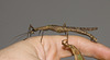 IMG 8354 Stick Insect-1