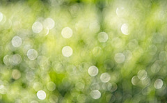 Dew Soaked Grass in Morning Light