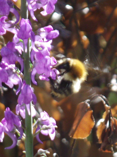 A blurred bee enjoying the nectar on the Purple Toadflax