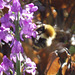 A blurred bee enjoying the nectar on the Purple Toadflax