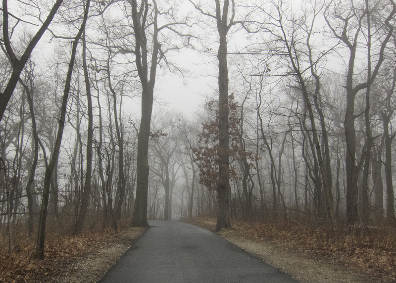 greenwich-toodspoint-trees3-12-15