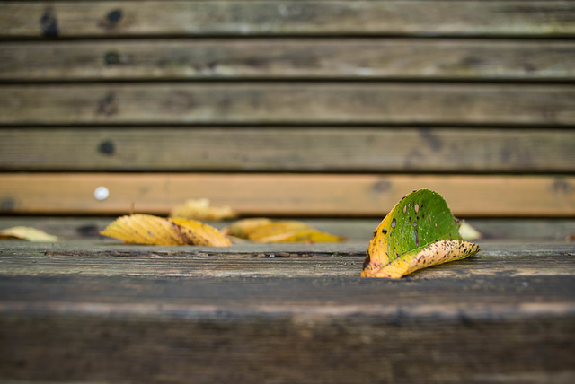 Fallen leaves on the bench