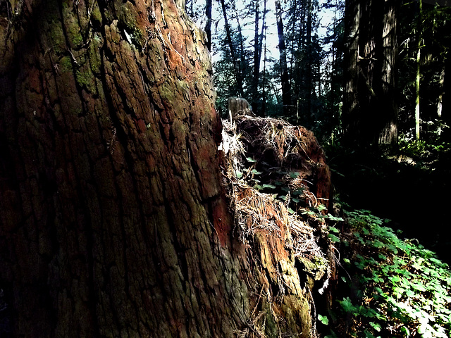 Rotting trunk of fallen tree