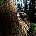 Rotting trunk of fallen tree