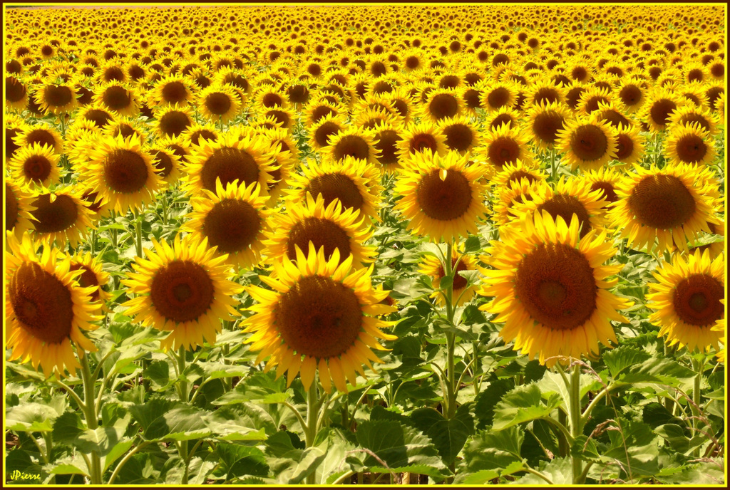Tourne-sol
