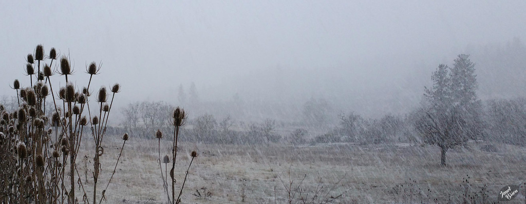 snowing-meadow-with-teasel