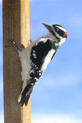 Downy Woodpecker