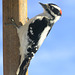 Downy Woodpecker