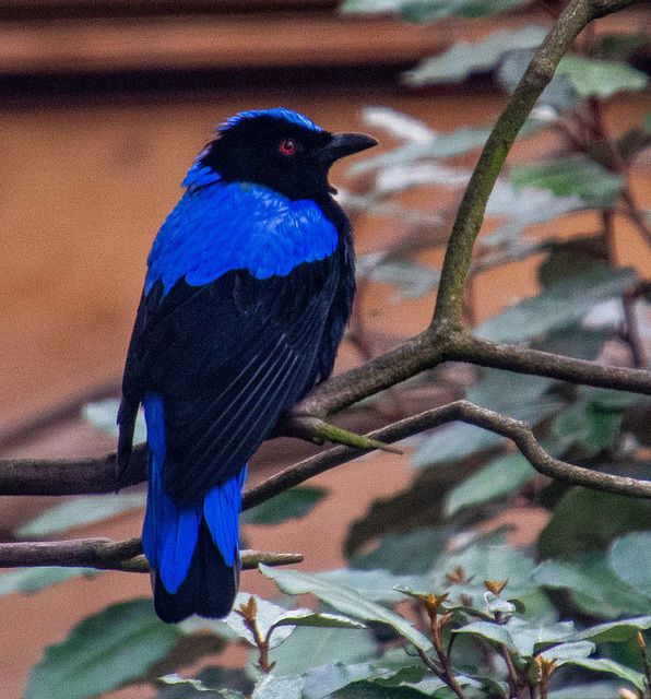 Fairy bluebird