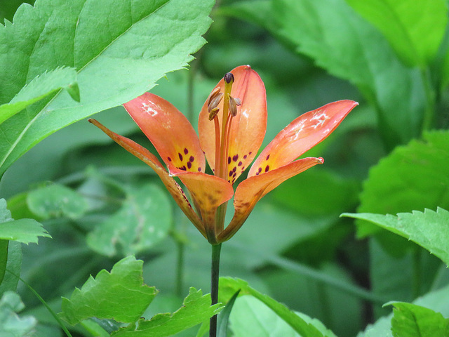 Western Wood Lily / Lilium philadelphicum