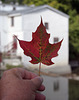 6/50 maple leaf, feuille d'érable