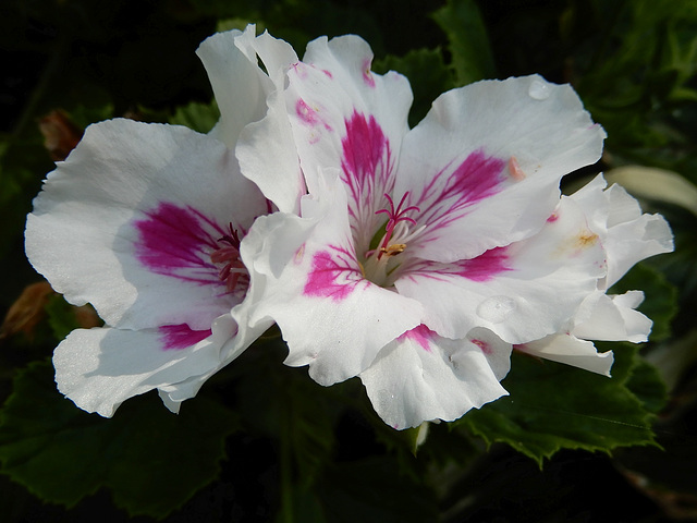 Edelpelargonie