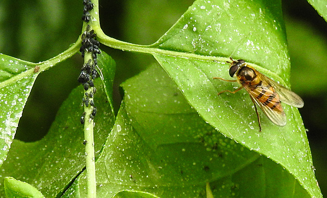 20230520 0164CPw [D~LIP] Pfaffenhütchen (Euonymus europaeus), Wiesen-Schwebfliege (Epistrophe agg), Schwarze Bohnenlaus (Aphis fabae), Bad Salzuflen
