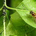 20230520 0164CPw [D~LIP] Pfaffenhütchen (Euonymus europaeus), Wiesen-Schwebfliege (Epistrophe agg), Schwarze Bohnenlaus (Aphis fabae), Bad Salzuflen