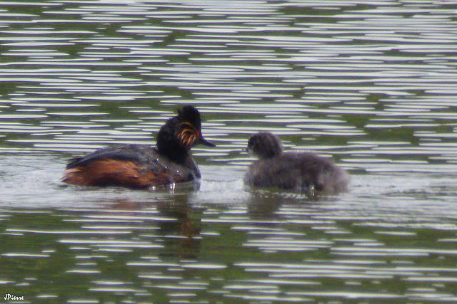 Grèbe à cou noir et son poussin