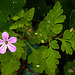 20240601 0255CPw [D~LIP] Stink-Storchschnabel (Geranium robertianum), BS