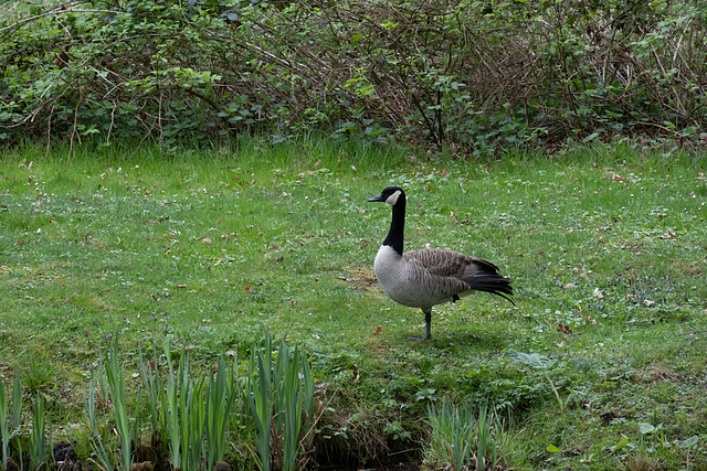 Ziege