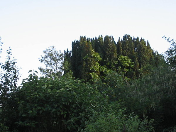 View from my window of my lovely yew tree about 100 years old