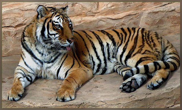 tijger